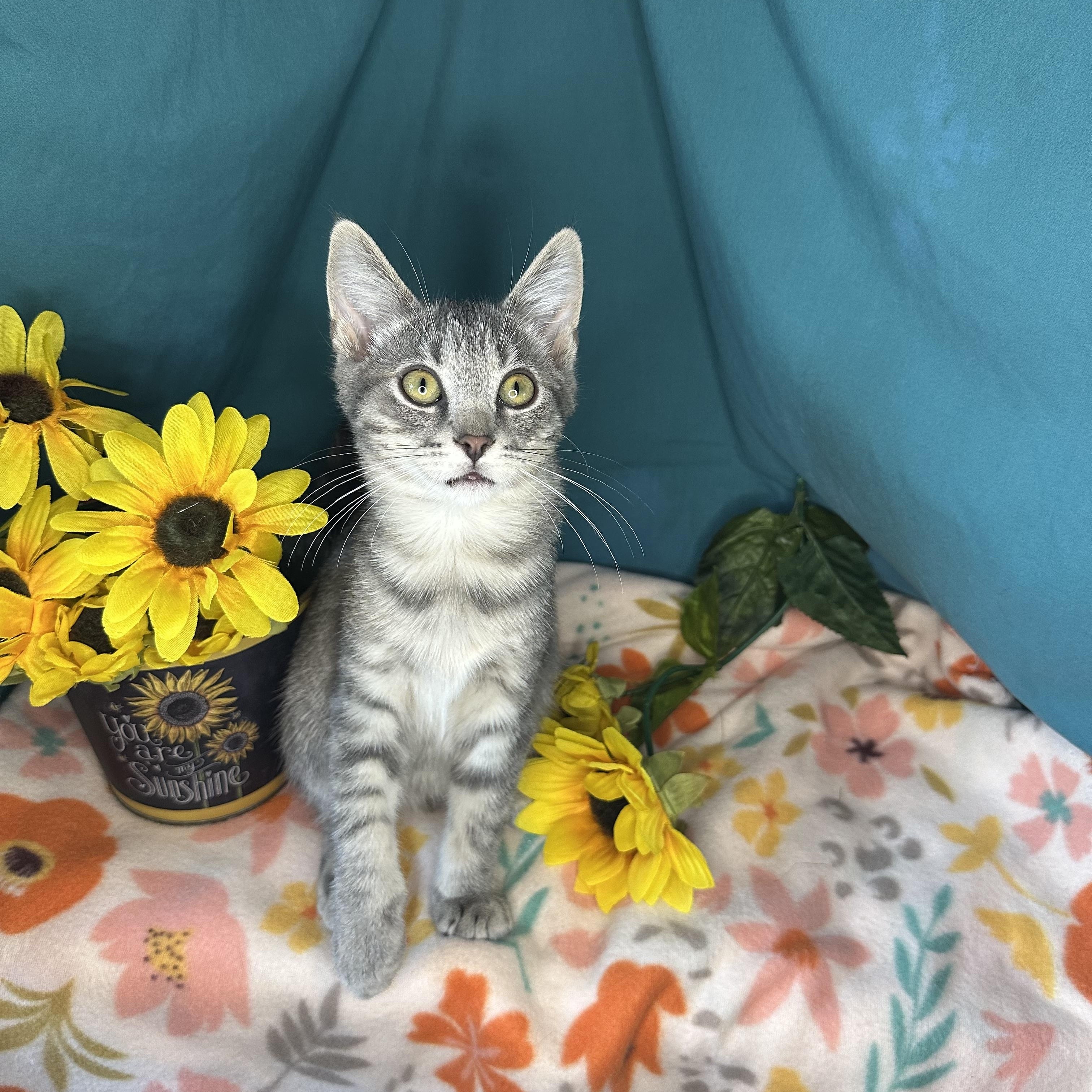 Jasper, an adoptable Tabby, Siberian in Mount Vernon, IL, 62864 | Photo Image 4