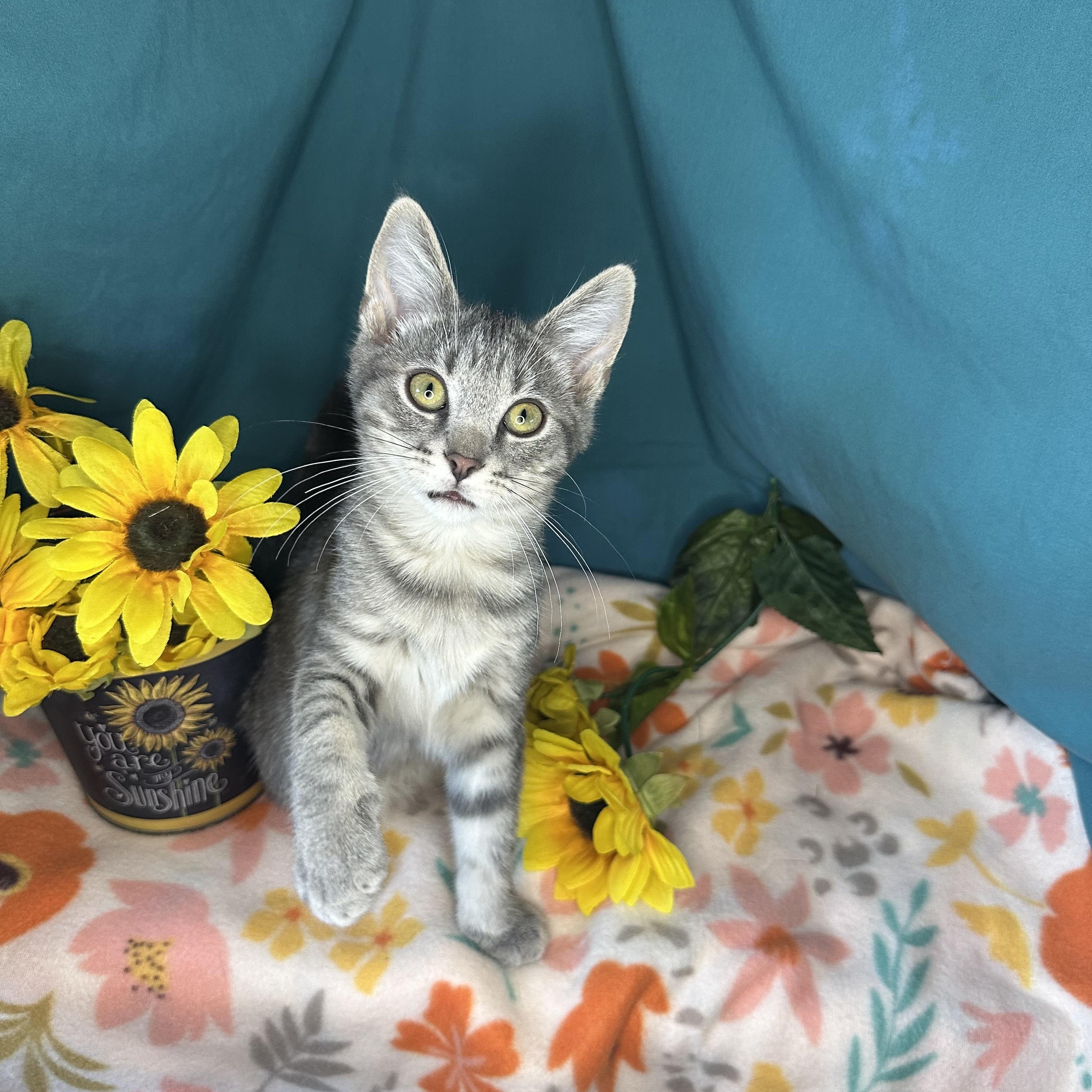Jasper, an adoptable Tabby, Siberian in Mount Vernon, IL, 62864 | Photo Image 1