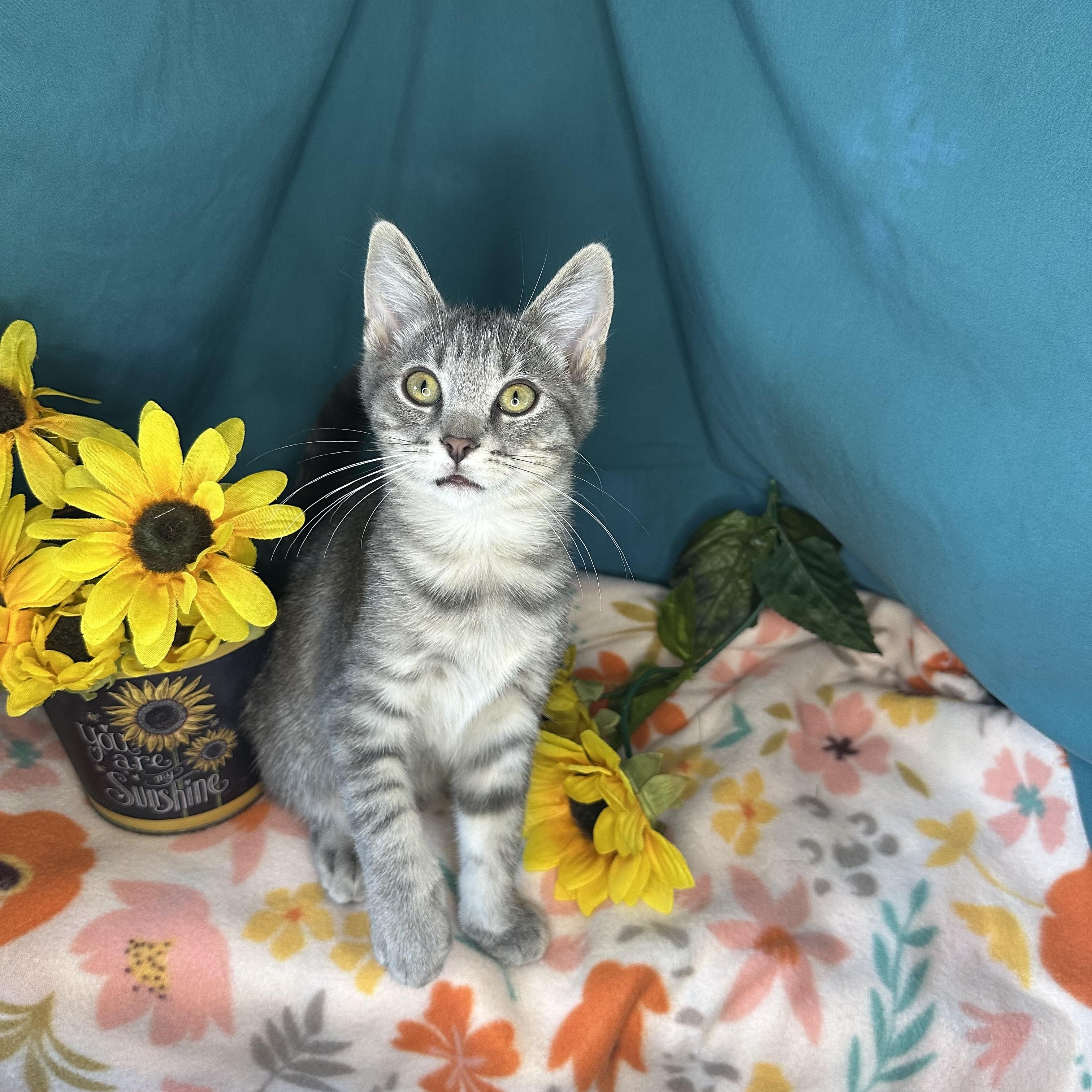 Jasper, an adoptable Tabby, Siberian in Mount Vernon, IL, 62864 | Photo Image 2