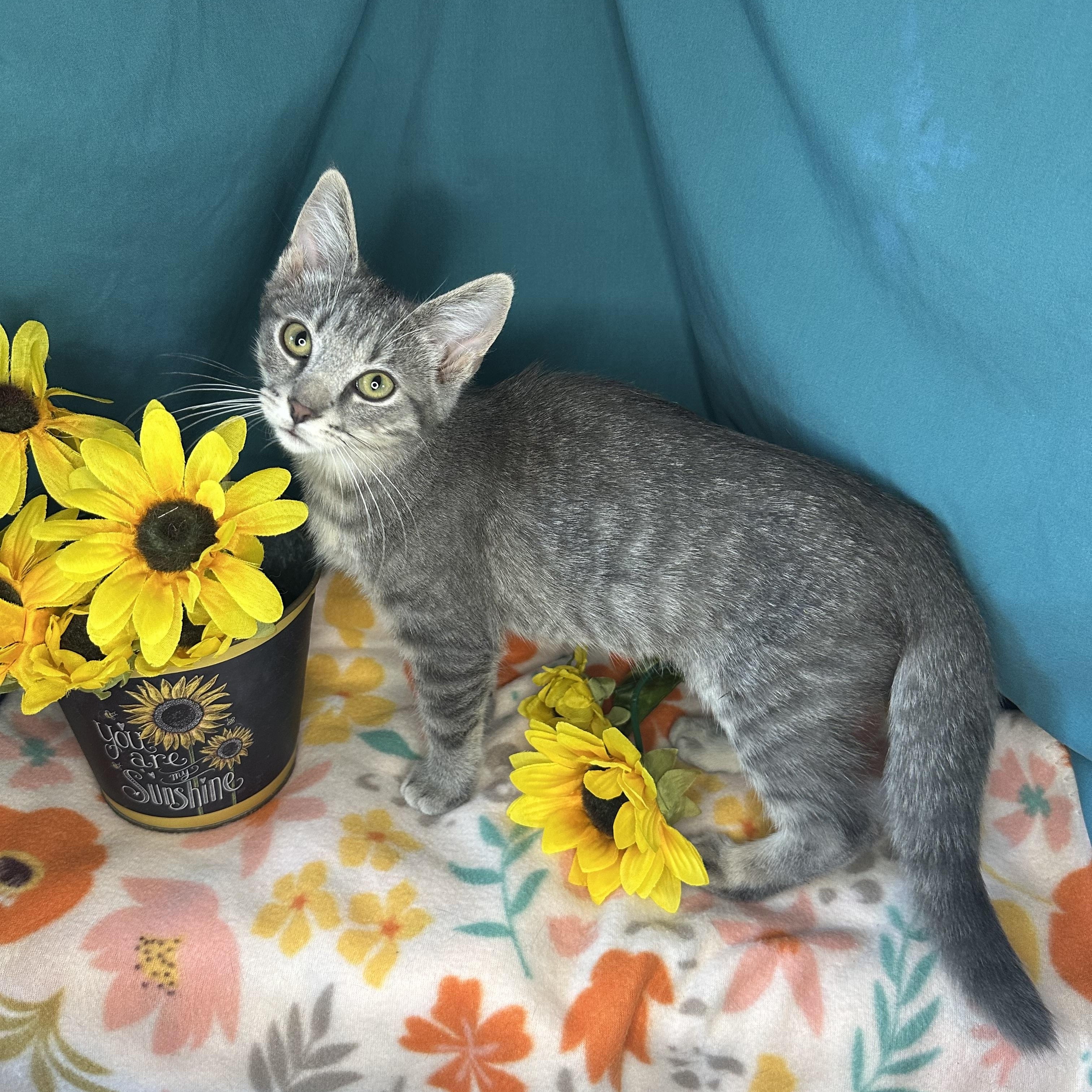 Jasper, an adoptable Tabby, Siberian in Mount Vernon, IL, 62864 | Photo Image 6