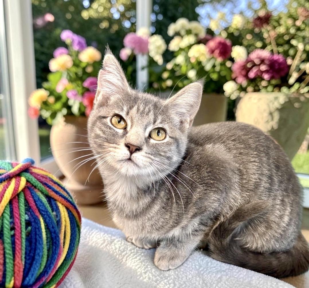 Enlarge Nala - KITTEN, a Adoptable Tabby in Perry, IA image 5/6