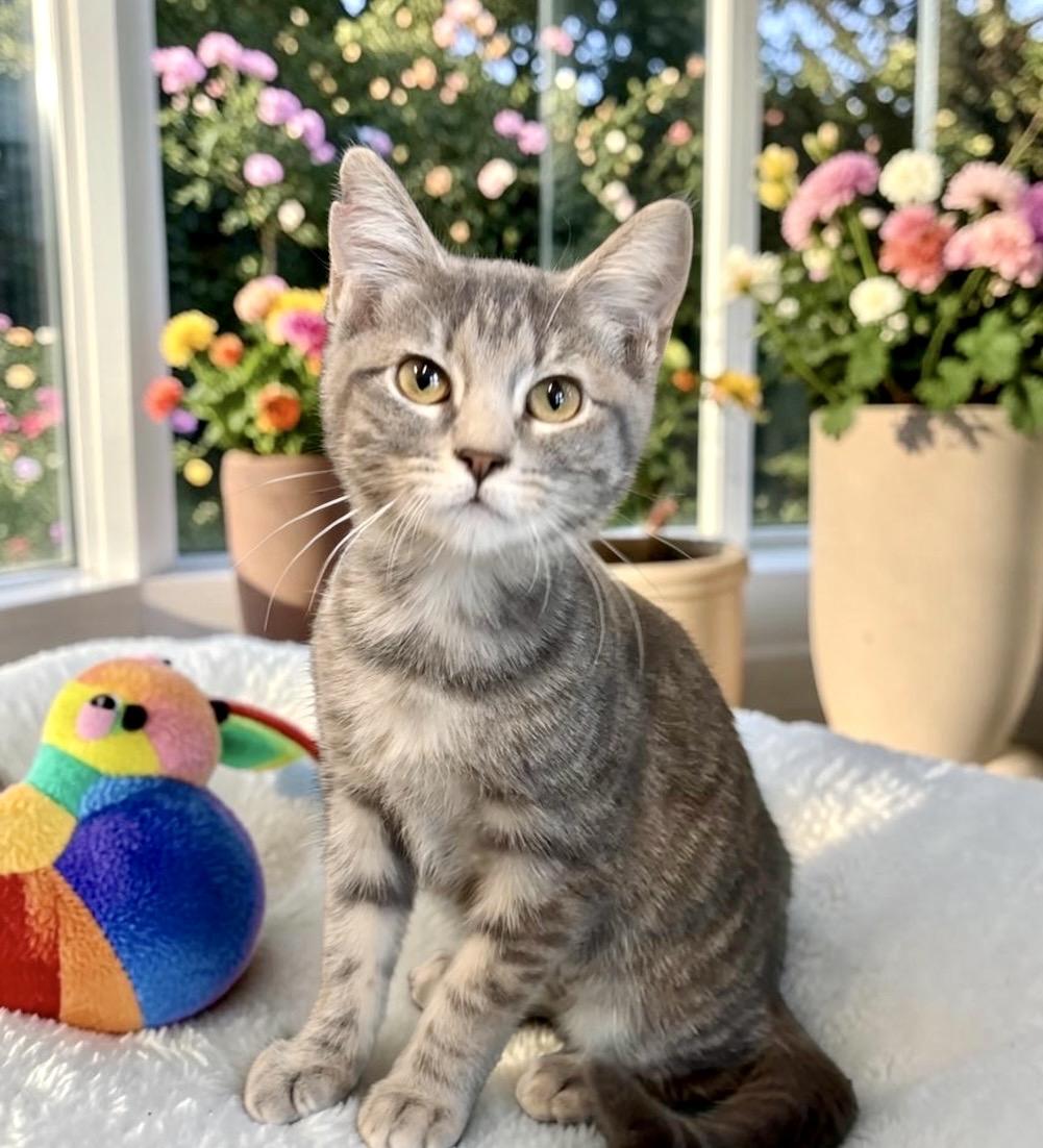 Enlarge Nala - KITTEN, a Adoptable Tabby in Perry, IA image 3/6