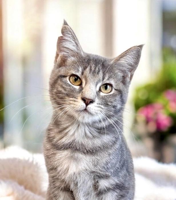 Nala - KITTEN, Adoptable, Kitten Female Tabby.
