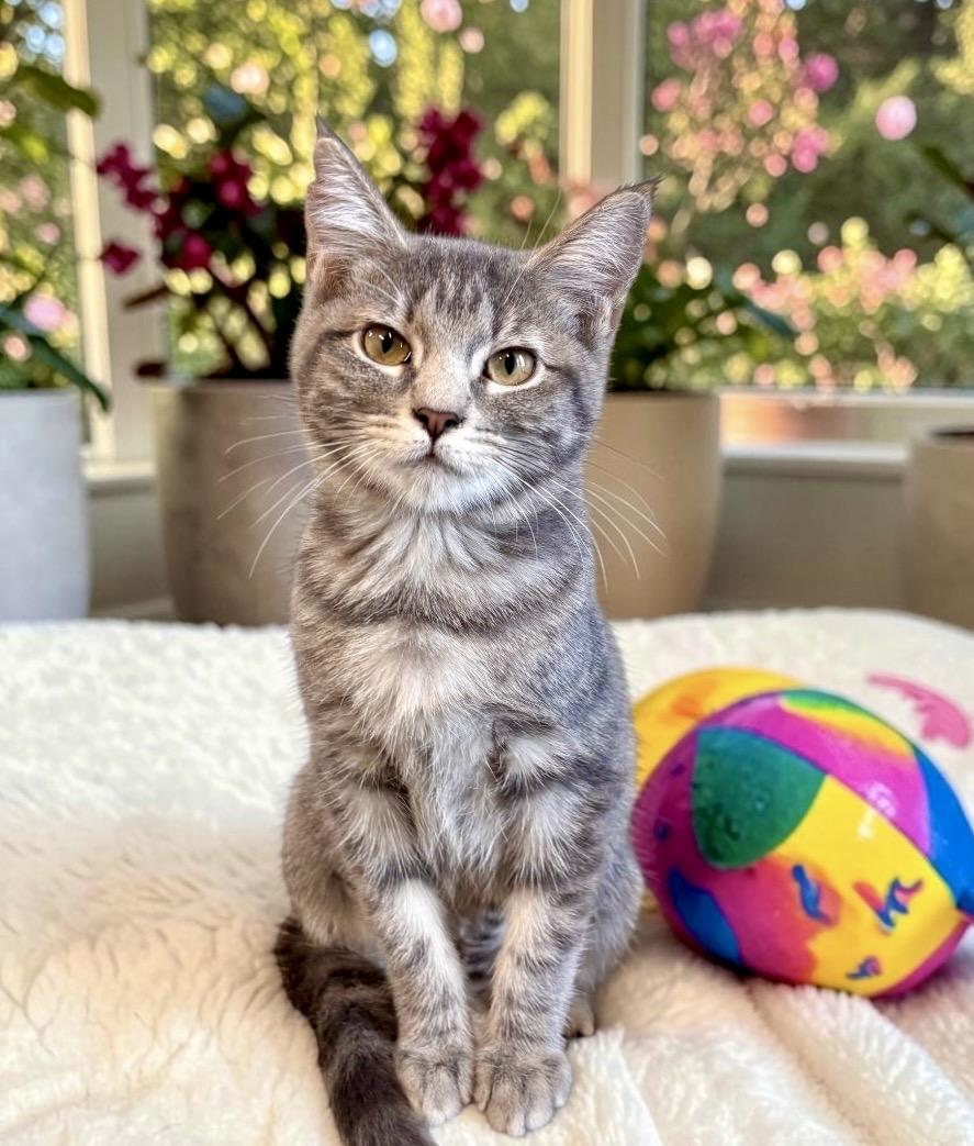 Enlarge Nala - KITTEN, a Adoptable Tabby in Perry, IA image 2/6