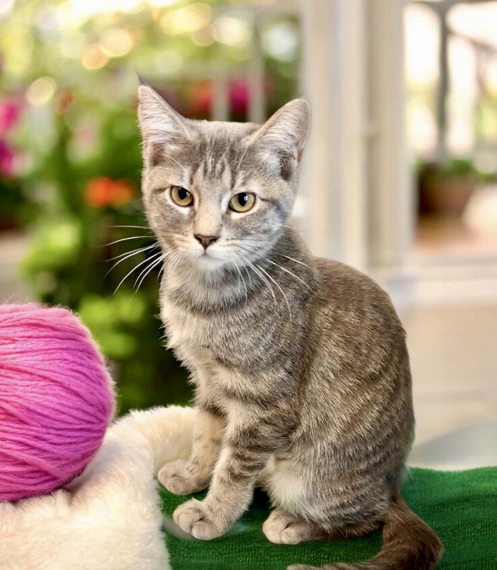 Enlarge Nala - KITTEN, a Adoptable Tabby in Perry, IA image 6/6