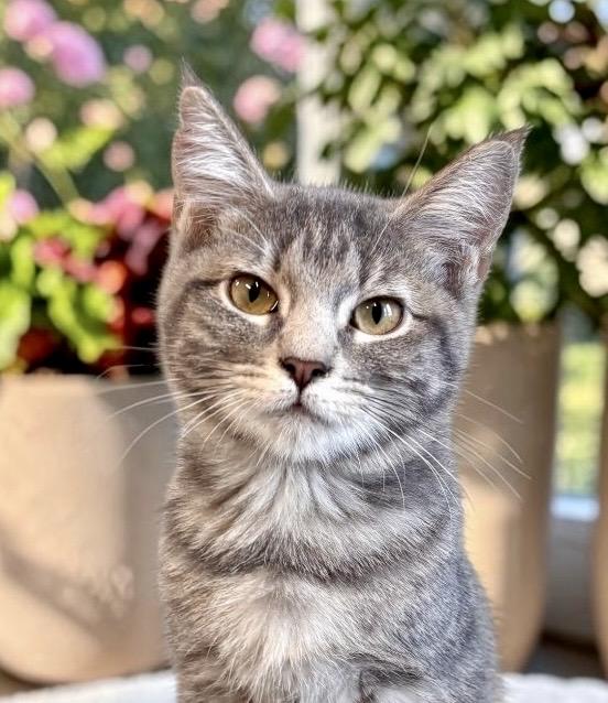 Enlarge Nala - KITTEN, a Adoptable Tabby in Perry, IA image 4/6