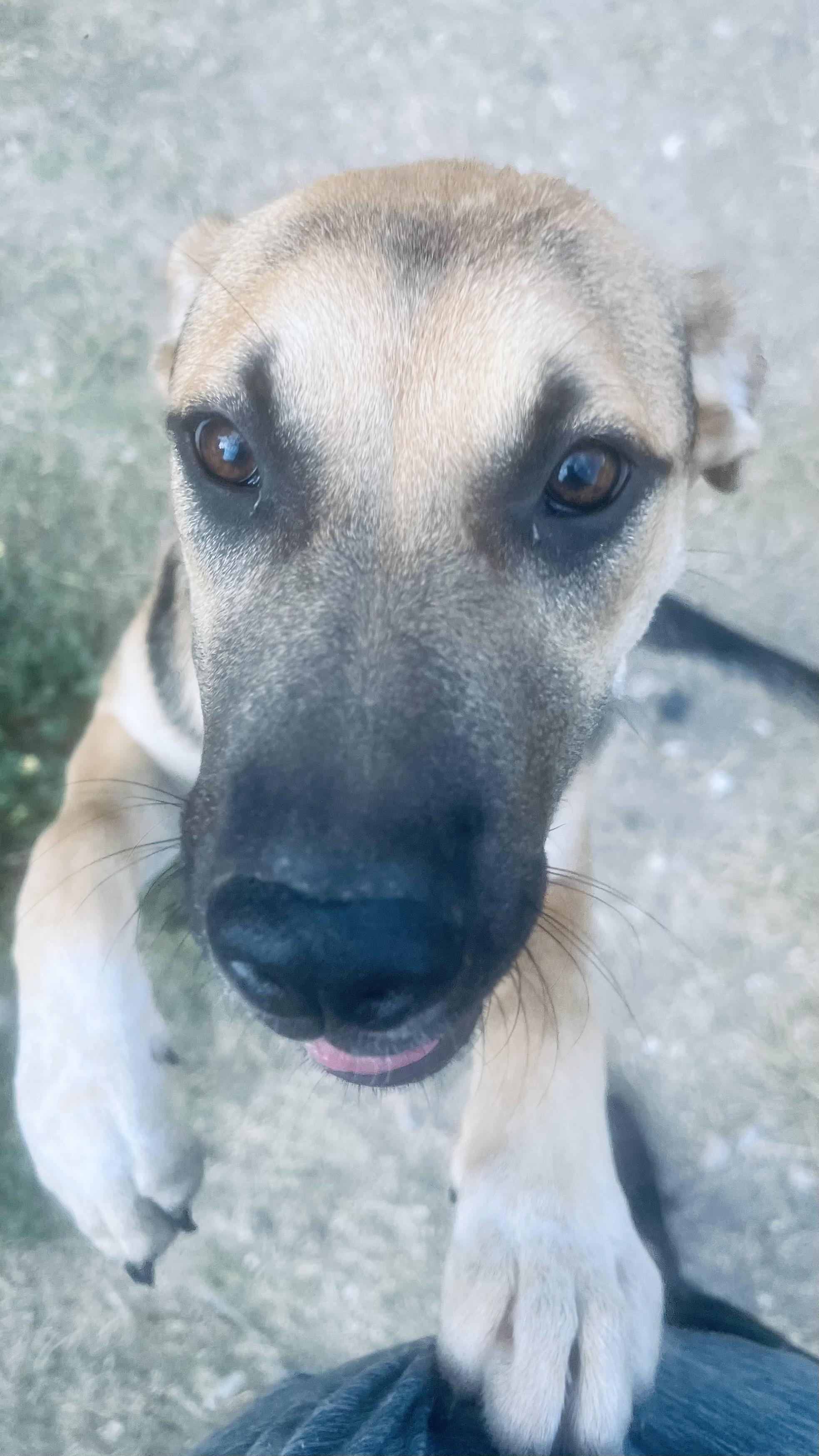 Enlarge Madeleine! Sweetest girl!, a ADOPTABLE mixed breed in Milford , NH image 1/3