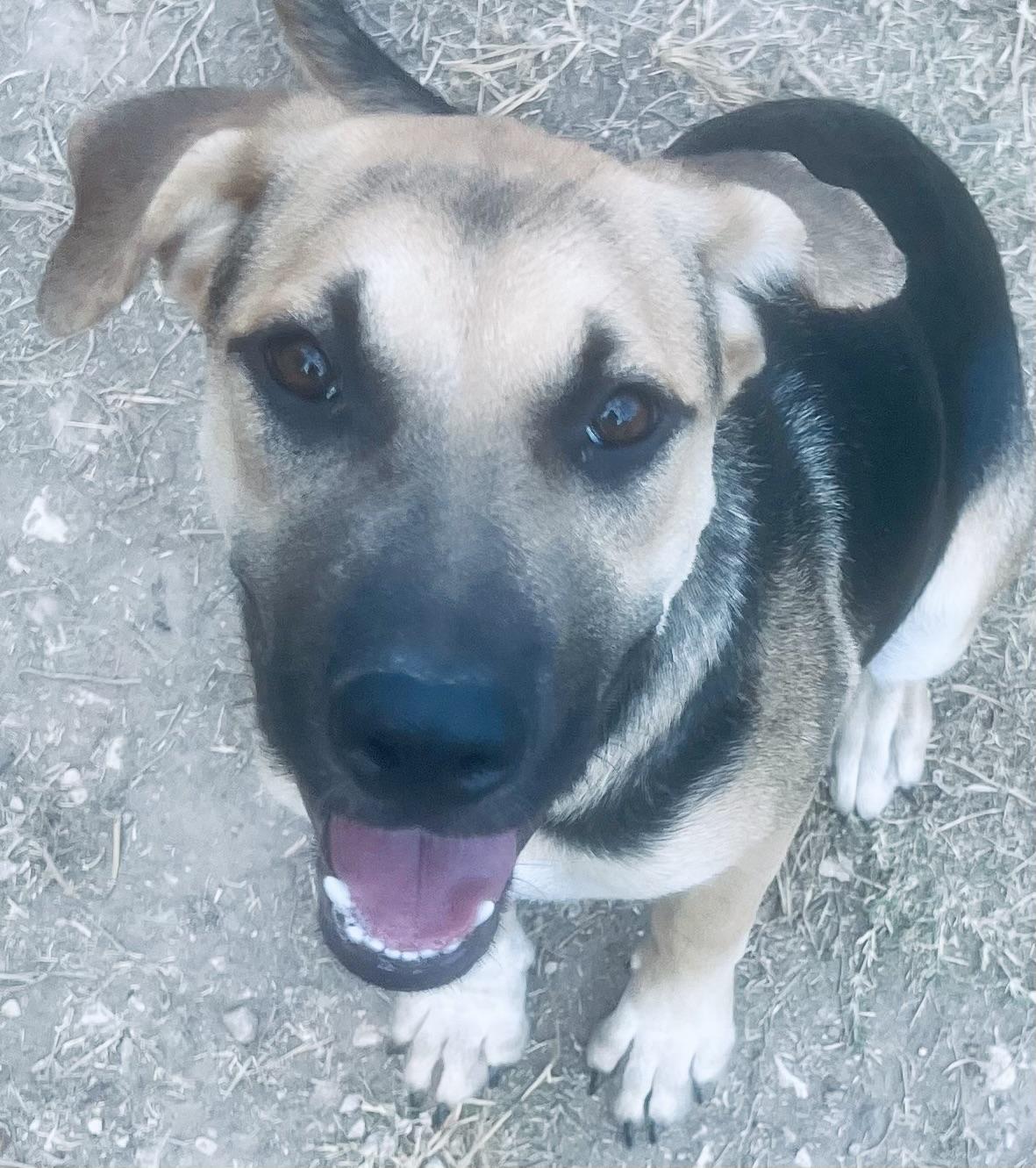 Enlarge Madeleine! Sweetest girl!, a ADOPTABLE mixed breed in Milford , NH image 3/3