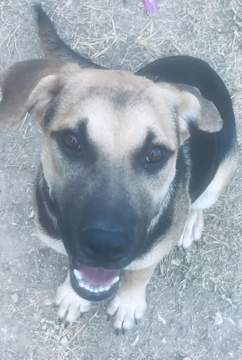 Enlarge Madeleine! Sweetest girl!, a ADOPTABLE mixed breed in Milford , NH image 2/3