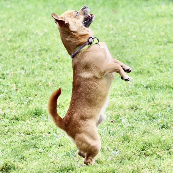 Jerry, Adoptable, Adult Male Chihuahua & Pug.