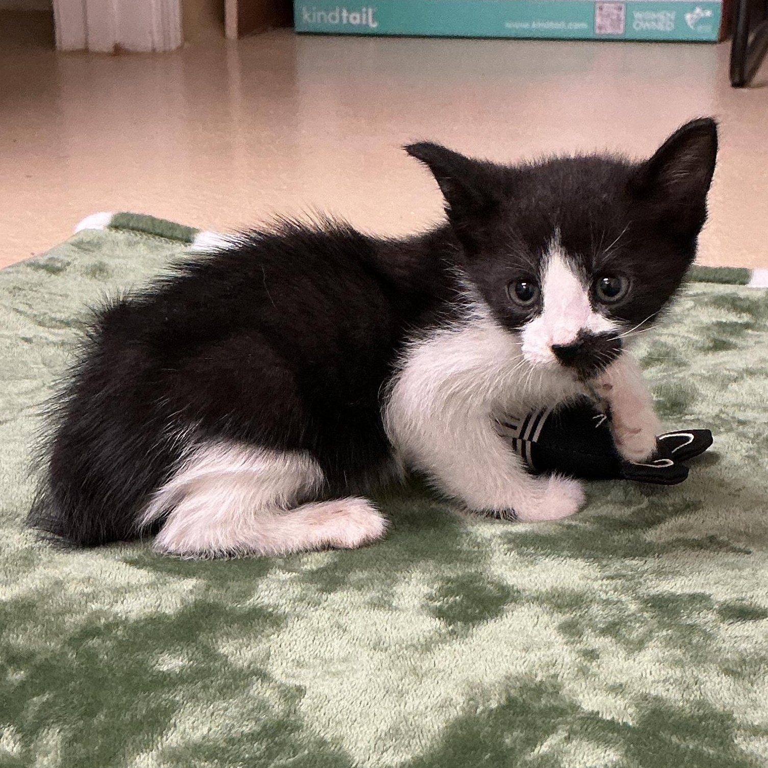 Enlarge Pepper, an adopted Domestic Short Hair in thomson, GA image 1/3