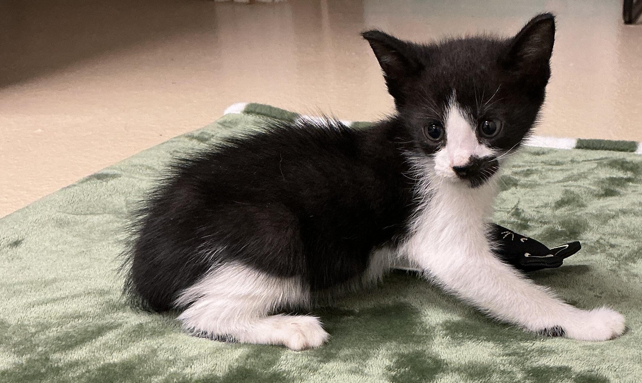 Enlarge Pepper, an adopted Domestic Short Hair in thomson, GA image 2/3