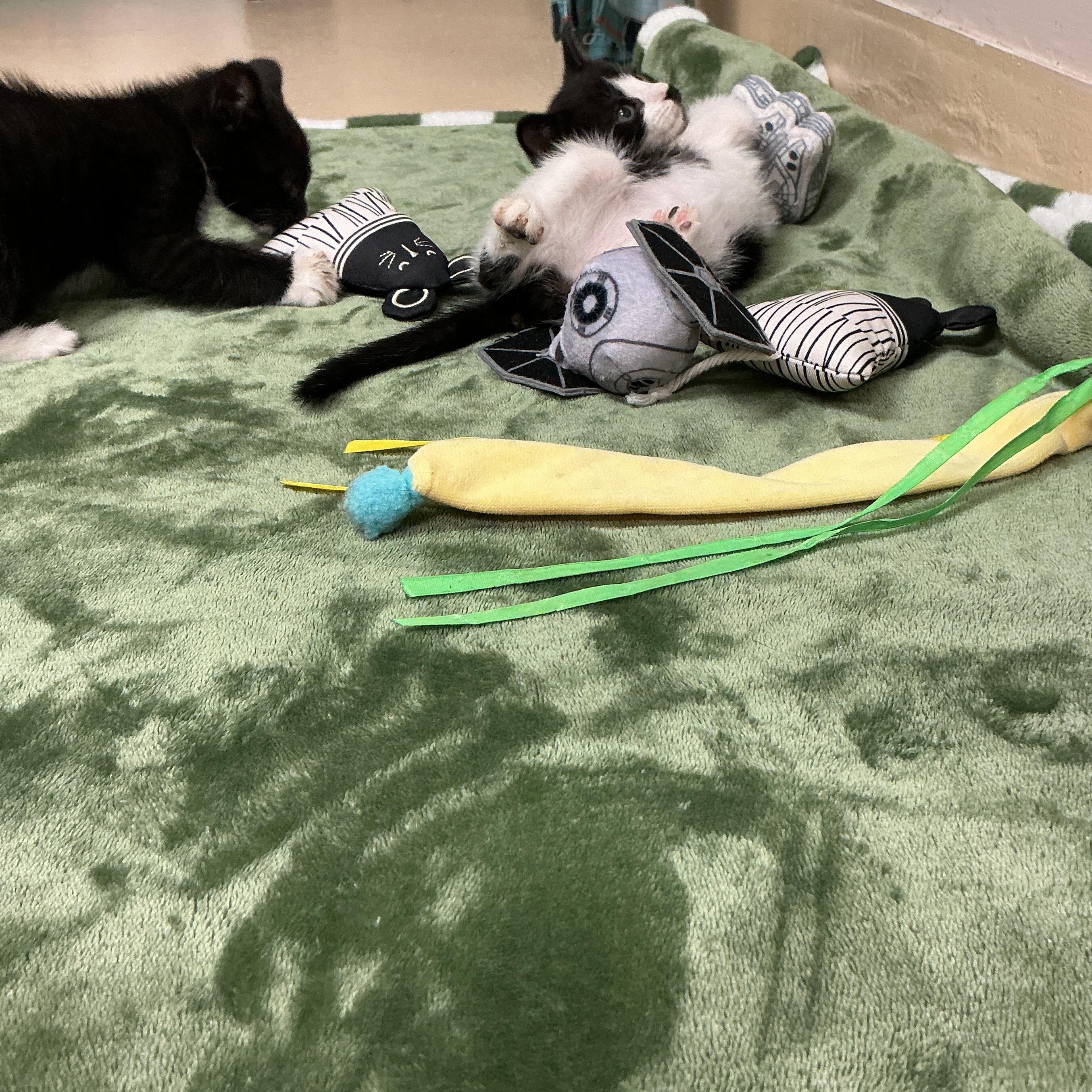 Enlarge Pepper, an adopted Domestic Short Hair in thomson, GA image 3/3