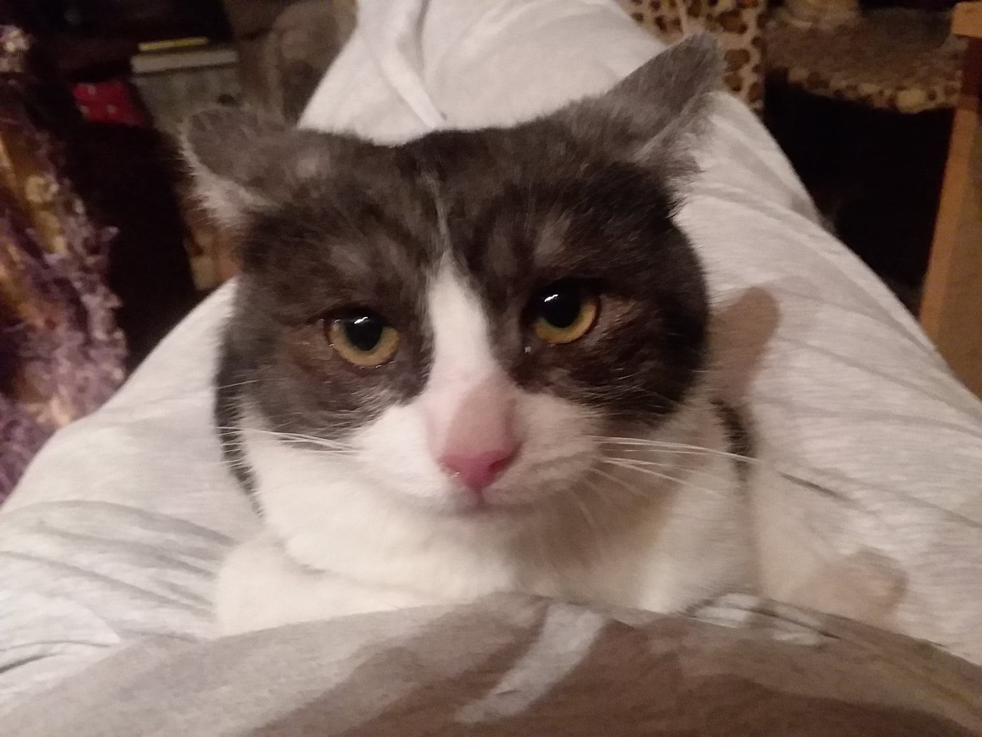 Cinder, a Adoptable Domestic Short Hair in Midland, MI image 1/12