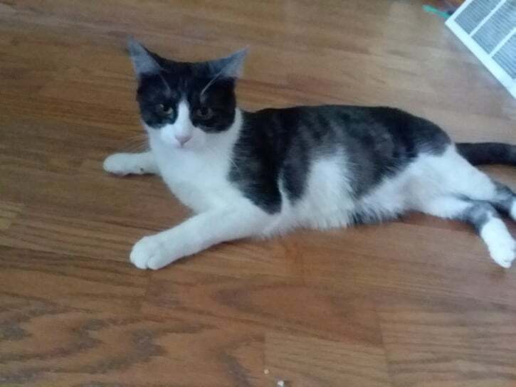 Cinder, a Adoptable Domestic Short Hair in Midland, MI image 2/12