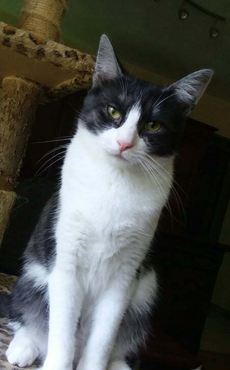 Cinder, Adoptable, Adult Male Domestic Short Hair.