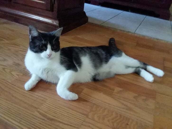 Cinder, a Adoptable Domestic Short Hair in Midland, MI image 5/12