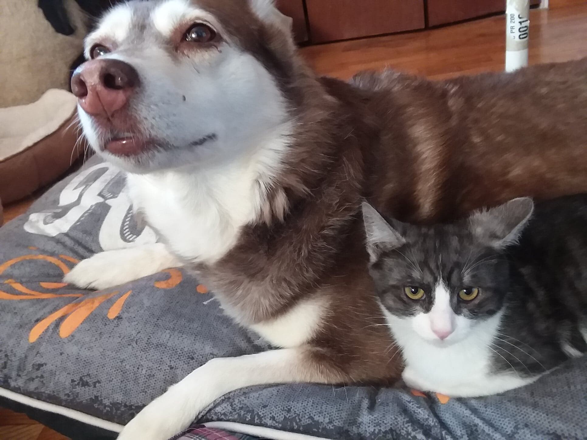 Cinder, a Adoptable Domestic Short Hair in Midland, MI image 6/12