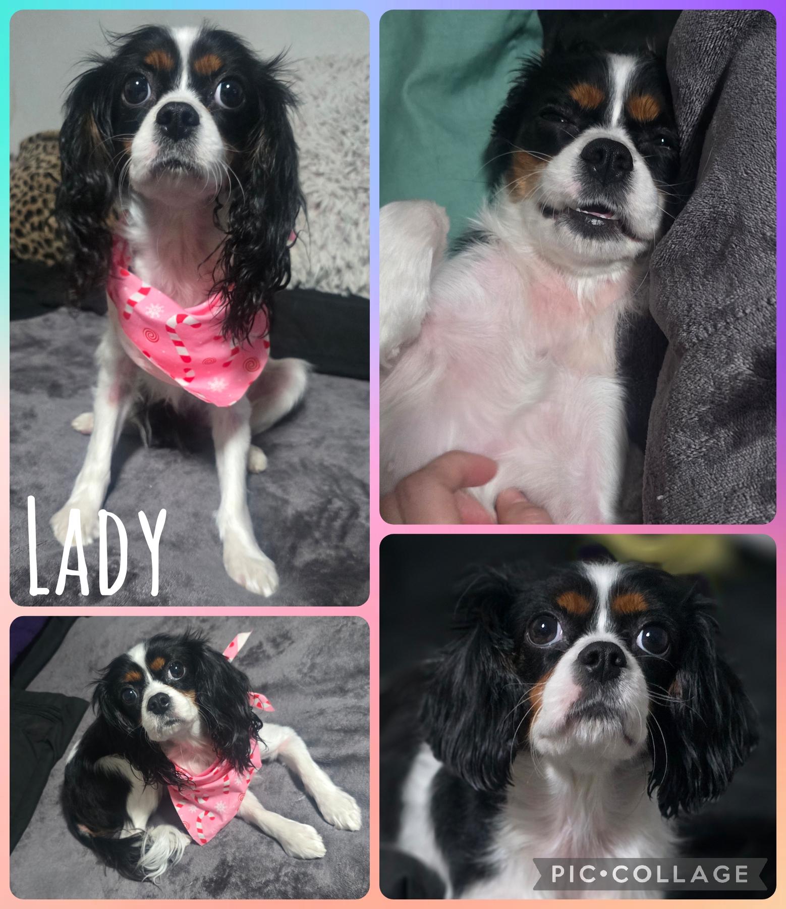 Enlarge Lady, a Adoptable Cavalier King Charles Spaniel in Newberg, OR image 1/1