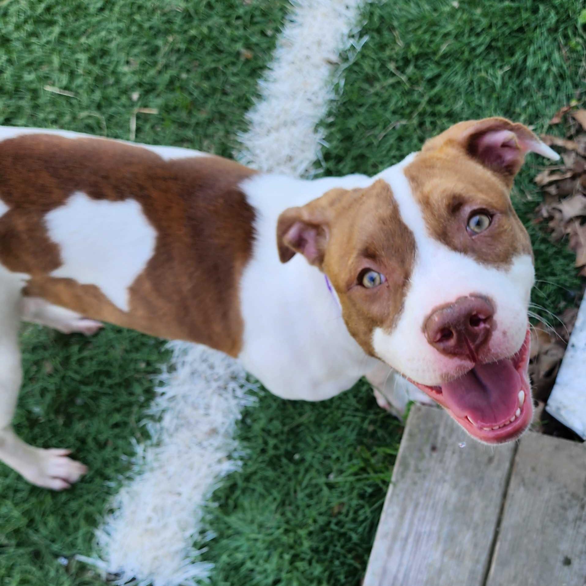 Dublin "HERE IN NH", ADOPTABLE, Puppy Female Mixed Breed.