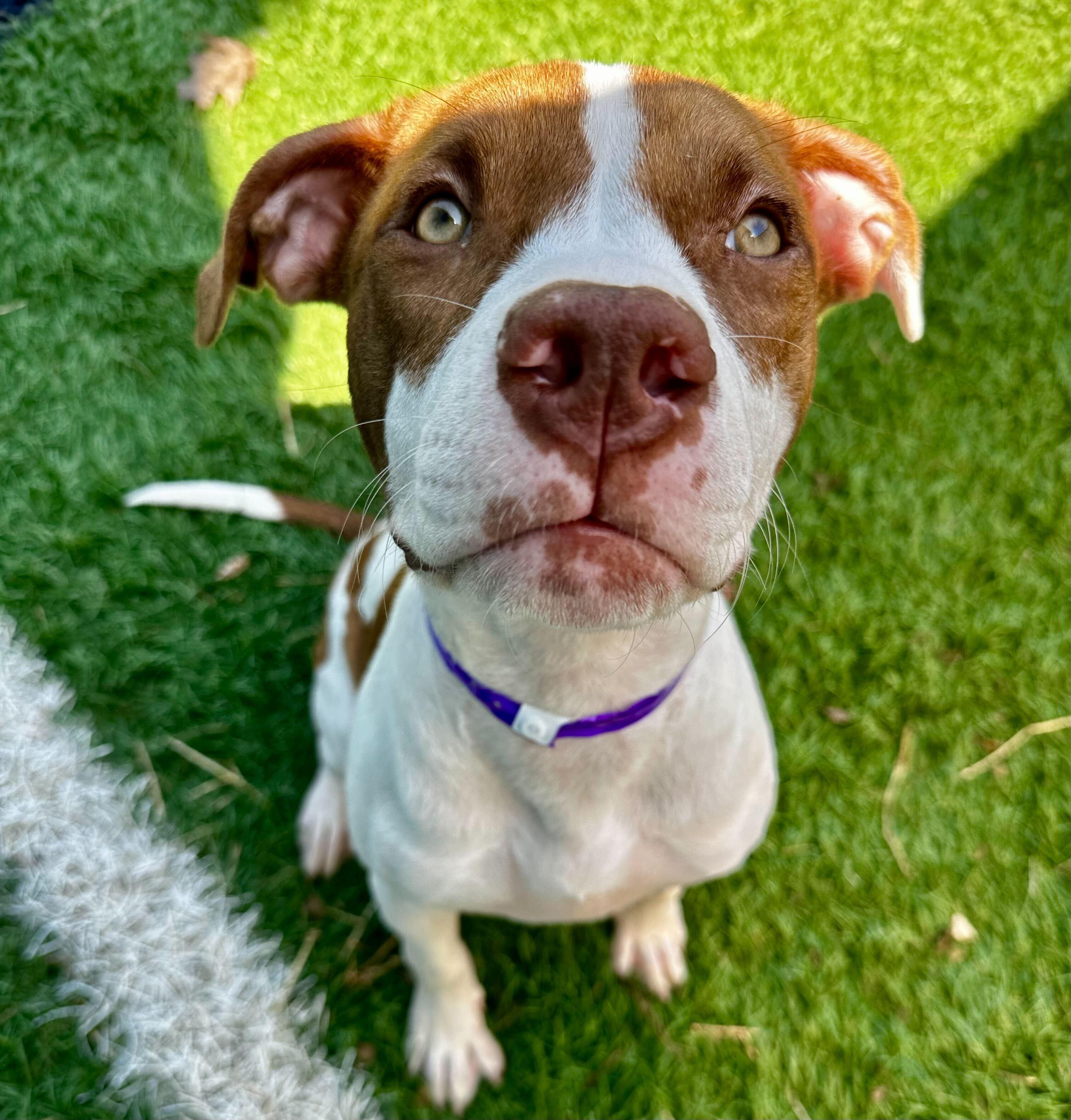 Enlarge Dublin "HERE IN NH", a ADOPTABLE Mixed Breed in Northwood, NH image 2/5