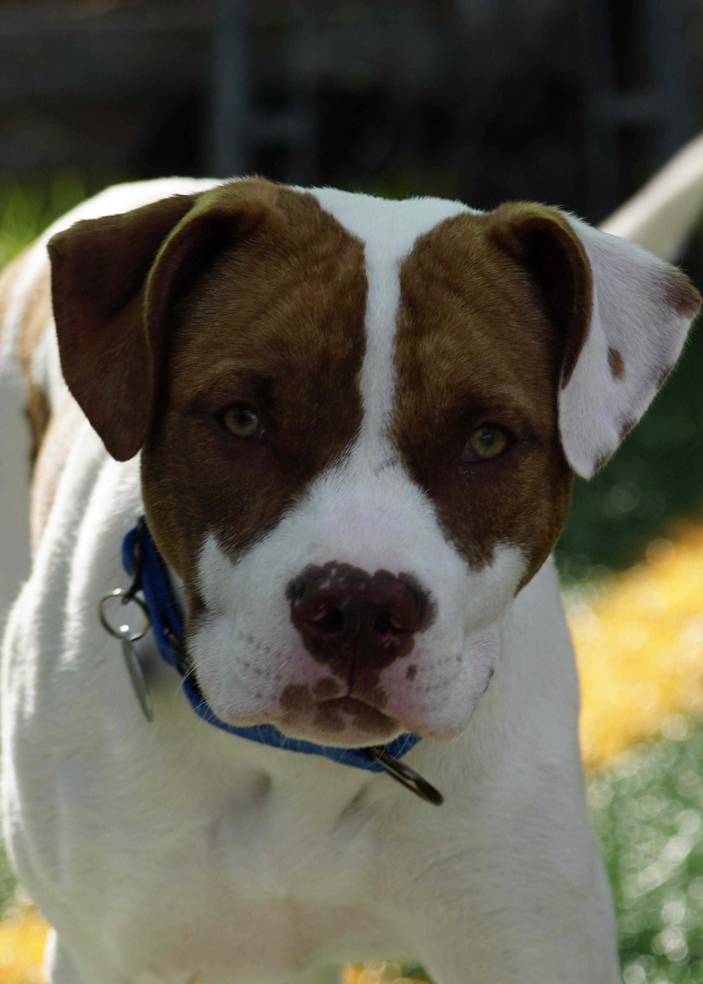 Enlarge Dublin "HERE IN NH", a ADOPTABLE Mixed Breed in Northwood, NH image 3/5