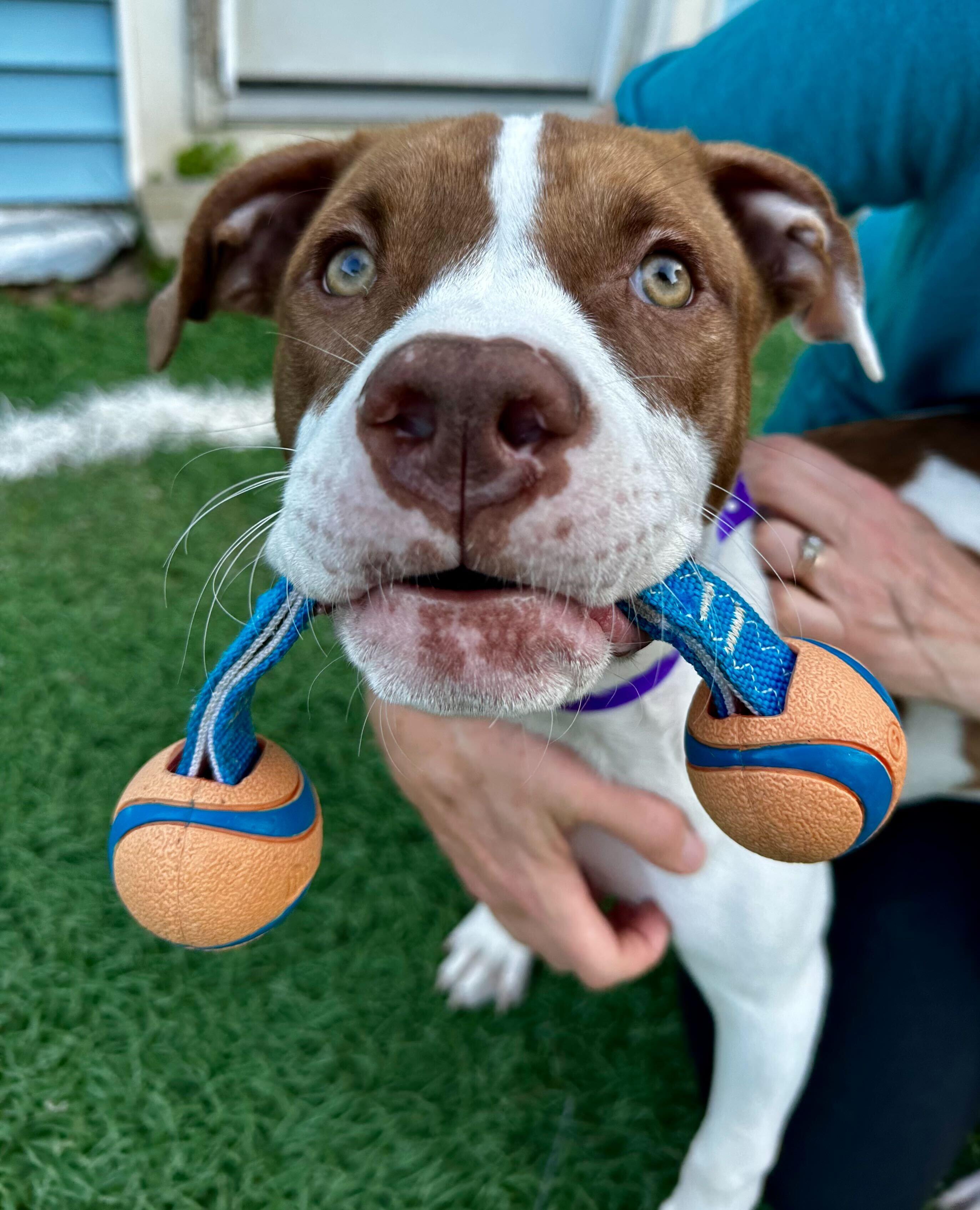 Enlarge Dublin "HERE IN NH", a ADOPTABLE Mixed Breed in Northwood, NH image 4/5