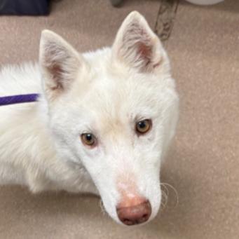 Nina A2245376, a Adoptable Siberian Husky in Mission Hills, CA image 1/2