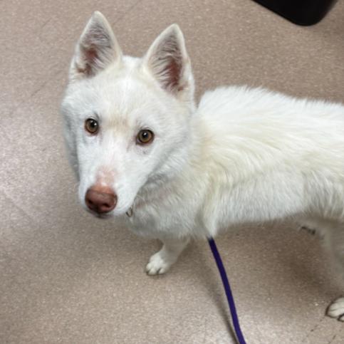 Nina A2245376, a Adoptable Siberian Husky in Mission Hills, CA image 2/2