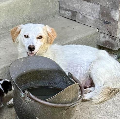 Enlarge Gigi sweet shy, a ADOPTABLE mixed breed in Toluca Lake, CA image 3/3
