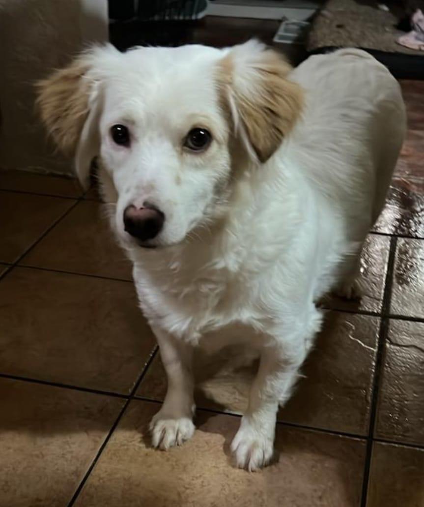 Enlarge Gigi sweet shy, a ADOPTABLE mixed breed in Toluca Lake, CA image 2/3