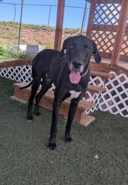 Bear, Adoptable, Adult Male Great Dane & Mixed Breed.