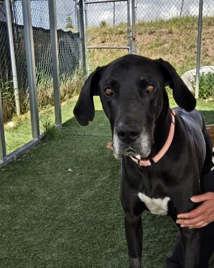 Enlarge Bear, a Adoptable mixed breed in Divide, CO image 2/2