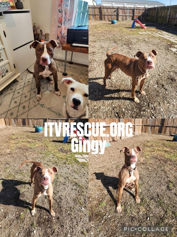 Enlarge Gingy, a Adoptable mixed breed in Evansville, IN image 1/6