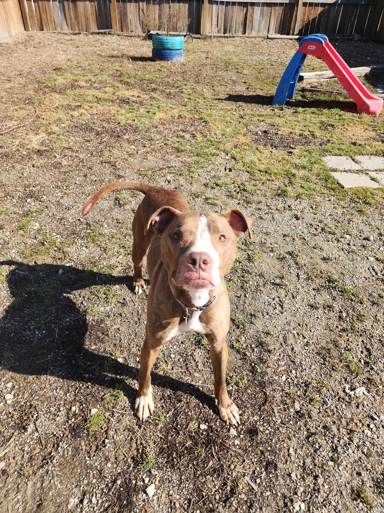Enlarge Gingy, a Adoptable mixed breed in Evansville, IN image 3/6