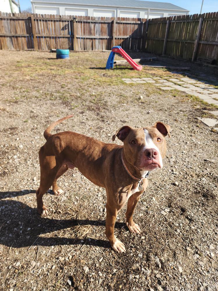 Enlarge Gingy, a Adoptable mixed breed in Evansville, IN image 4/6