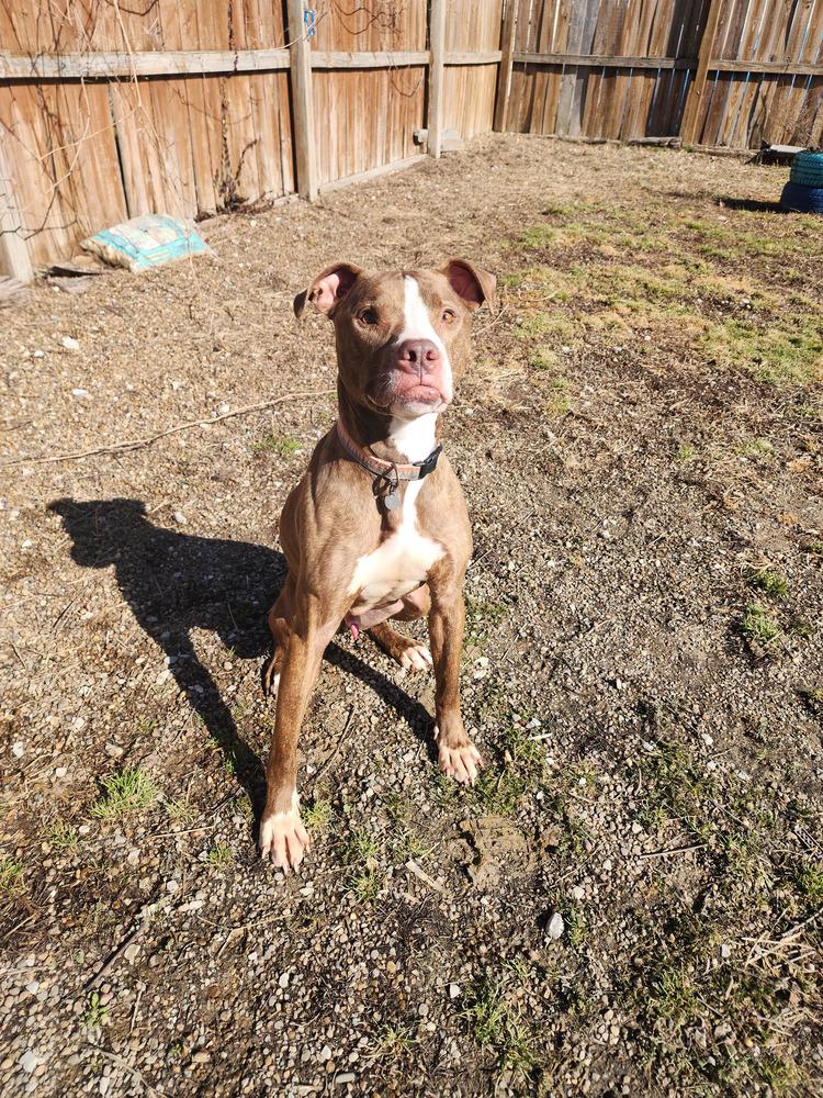 Enlarge Gingy, a Adoptable mixed breed in Evansville, IN image 5/6