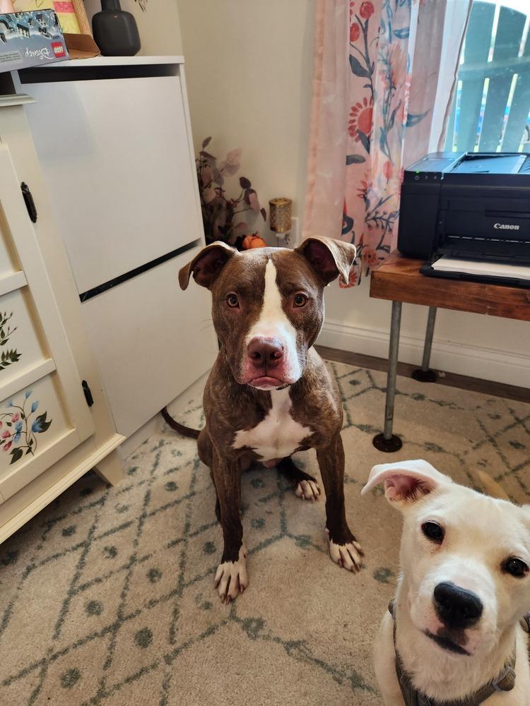Enlarge Gingy, a Adoptable mixed breed in Evansville, IN image 6/6