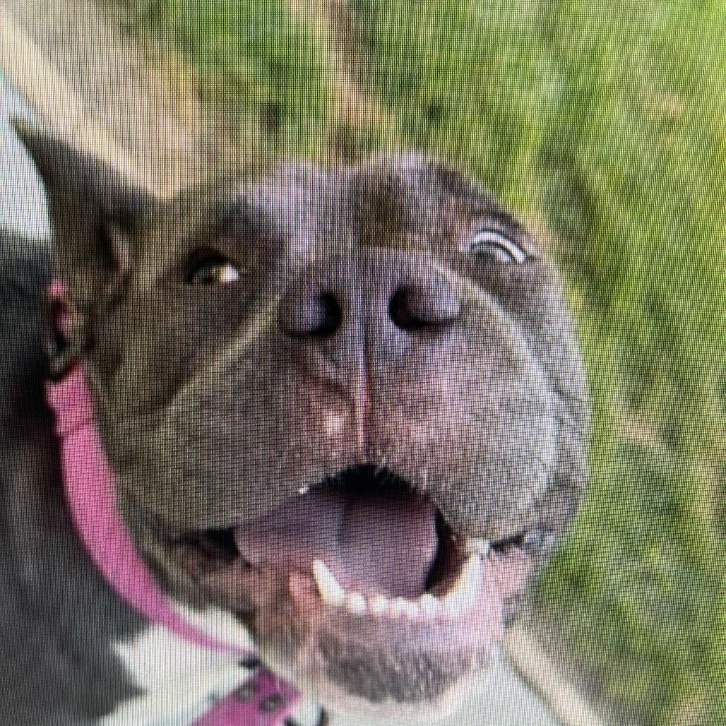 Bluey, a Adoptable Staffordshire Bull Terrier in Cartersville, GA image 1/3