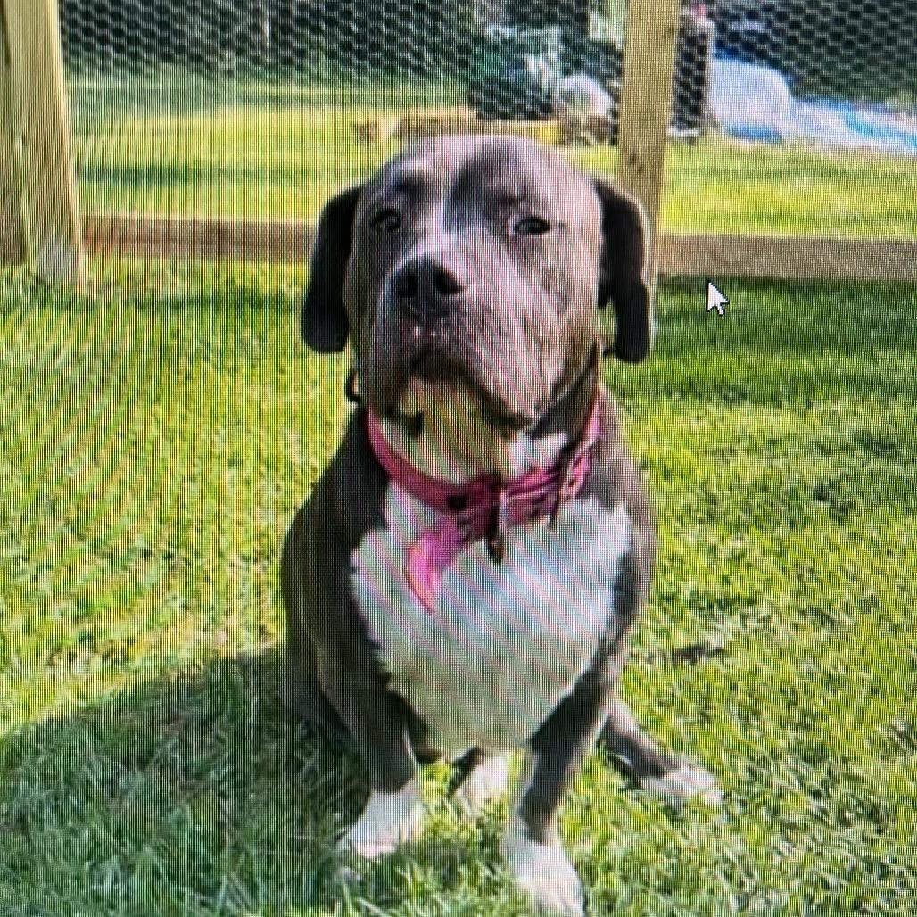 Bluey, a Adoptable Staffordshire Bull Terrier in Cartersville, GA image 2/3