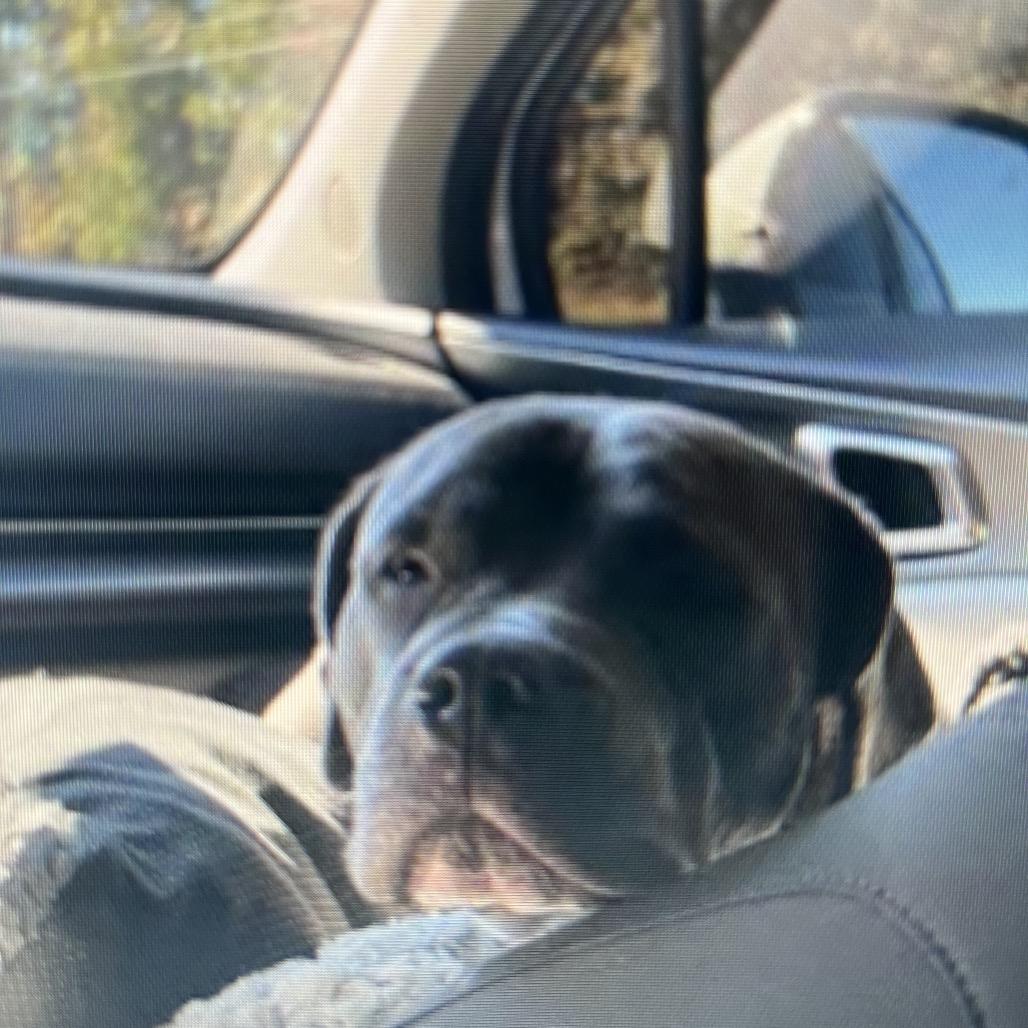 Bluey, a Adoptable Staffordshire Bull Terrier in Cartersville, GA image 3/3