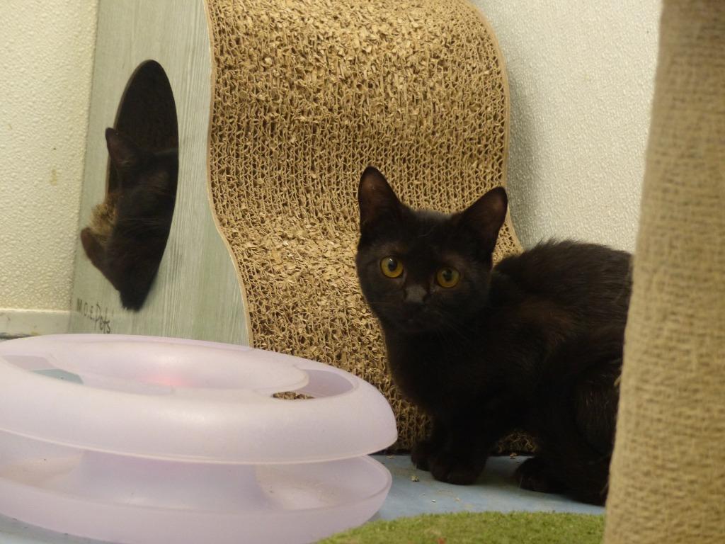 Sprite, Adoptable, Kitten Female Domestic Short Hair.