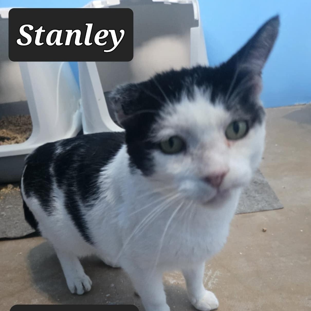 Stanley **FIV +**, Adult Male Domestic Short Hair
