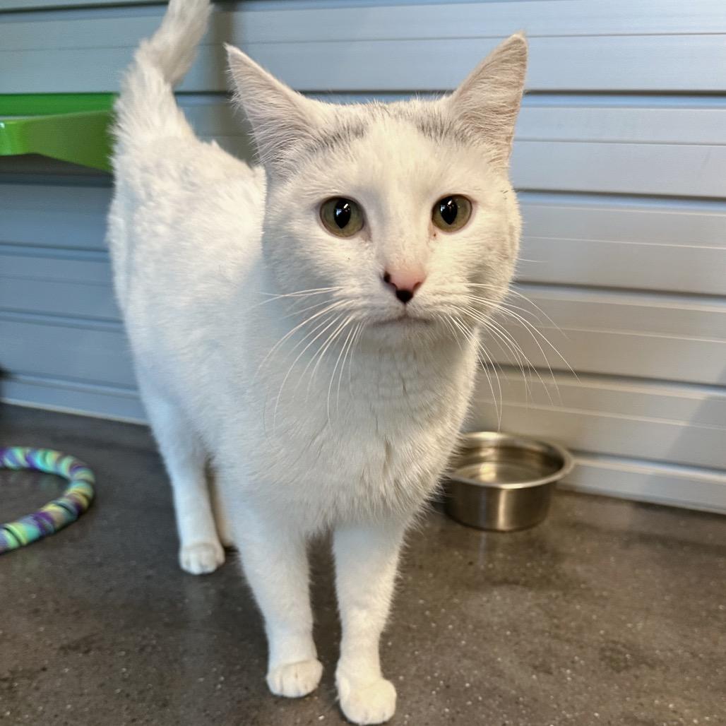 Enlarge Snowflake, a Adoptable Domestic Short Hair in Hailey, ID image 3/6