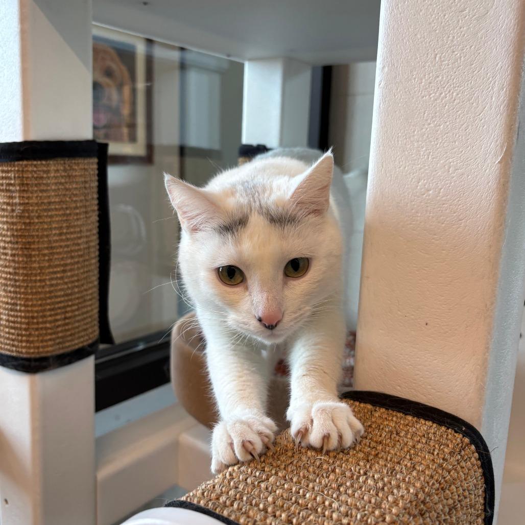 Enlarge Snowflake, a Adoptable Domestic Short Hair in Hailey, ID image 4/6