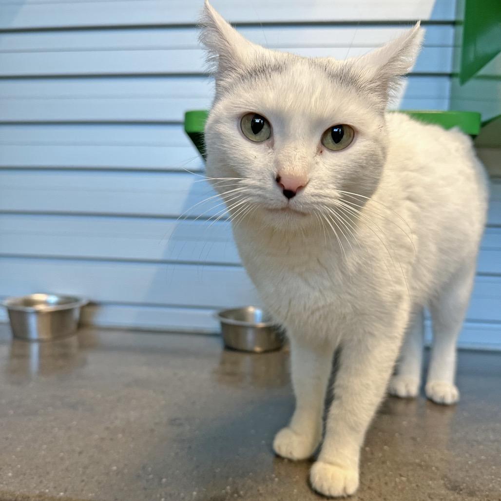 Enlarge Snowflake, a Adoptable Domestic Short Hair in Hailey, ID image 5/6
