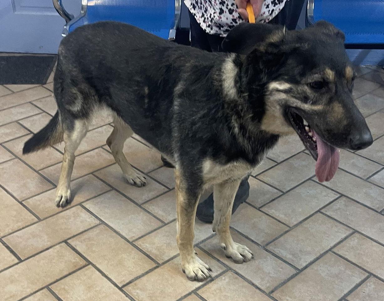 Enlarge Betty***Courtesy Post***, a Adoptable German Shepherd Dog in Glendale, AZ image 1/6