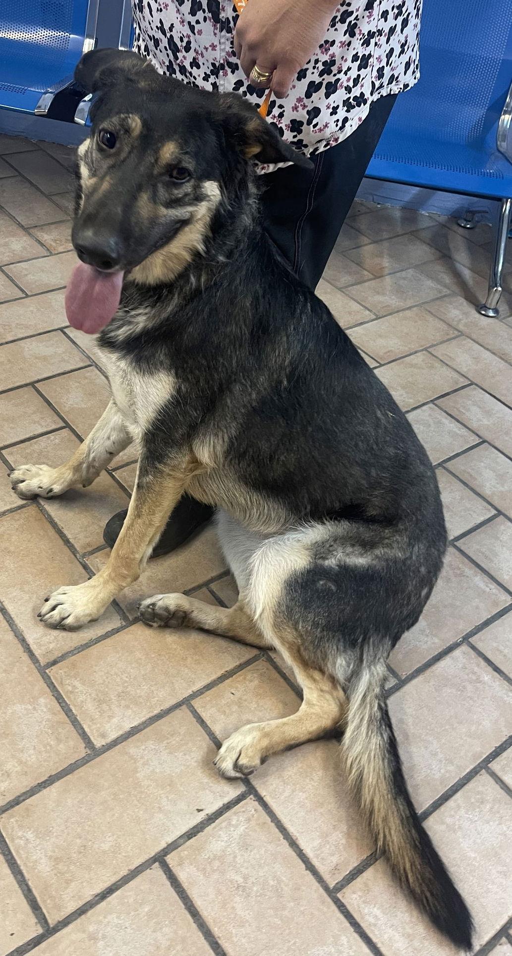 Enlarge Betty***Courtesy Post***, a Adoptable German Shepherd Dog in Glendale, AZ image 2/6