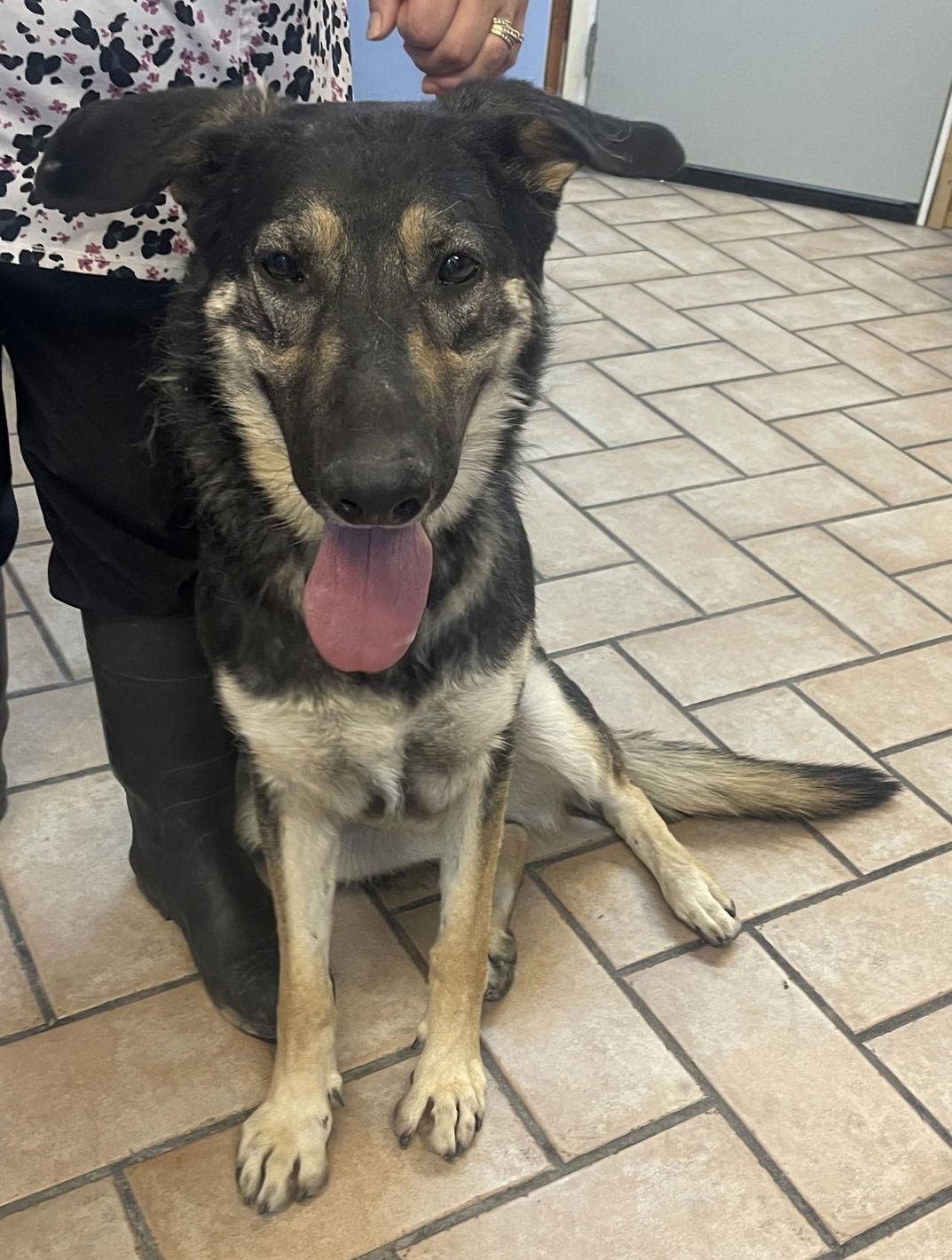 Enlarge Betty***Courtesy Post***, a Adoptable German Shepherd Dog in Glendale, AZ image 3/6