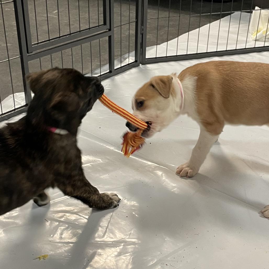 Maisy (Chickadee), a Adoptable Mixed Breed in Enfield, NH image 1/5